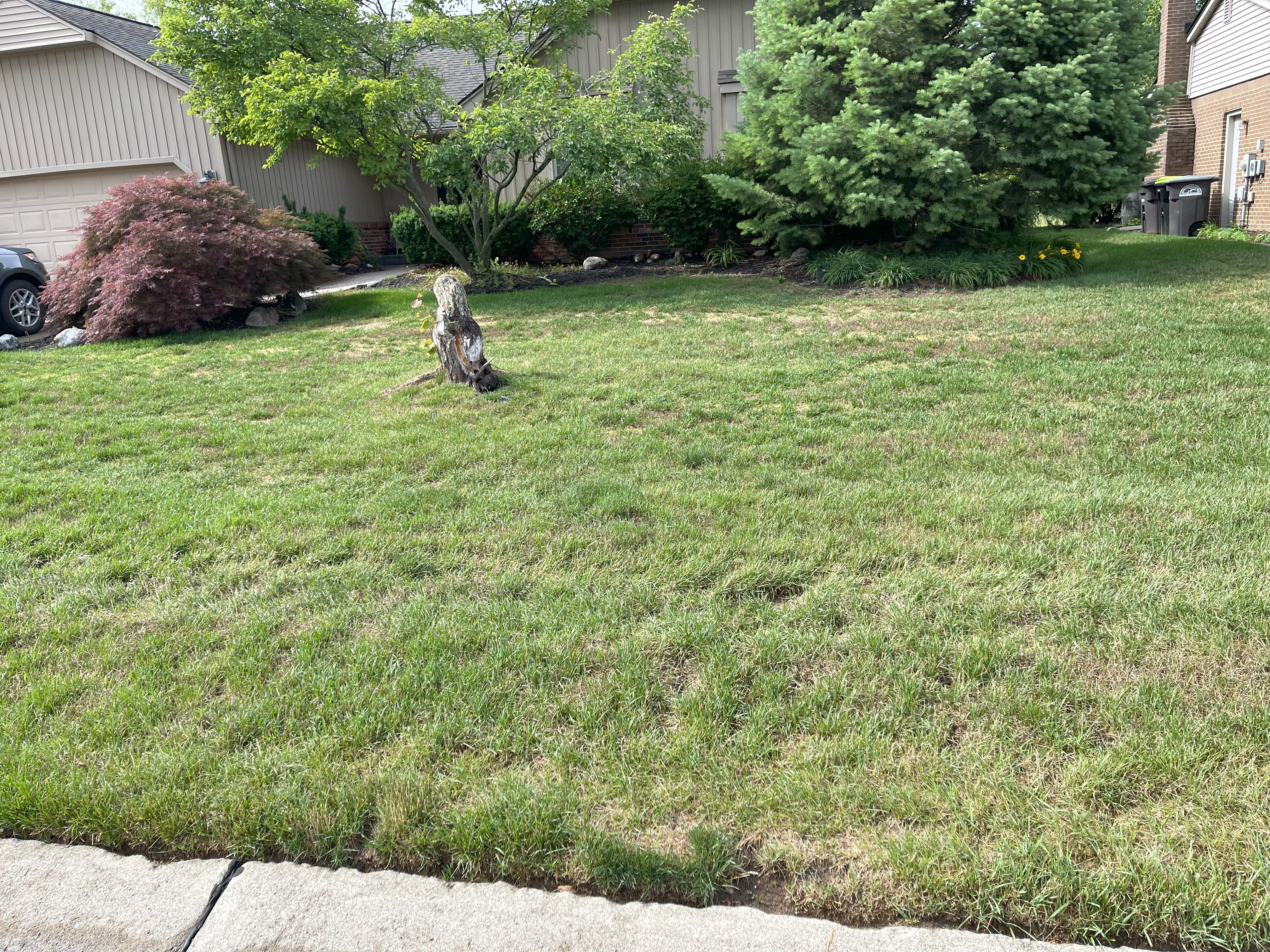 Home lawn with healthy green grass.
